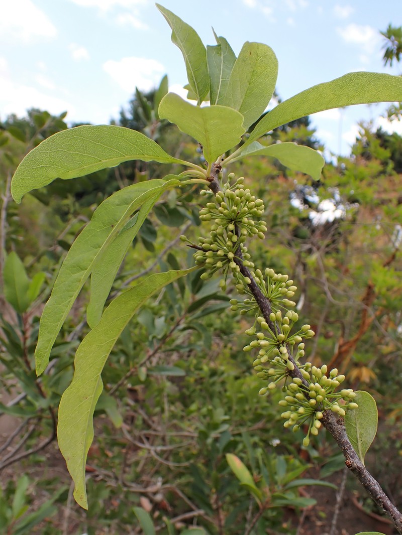 Buckthorn Bully photo 3