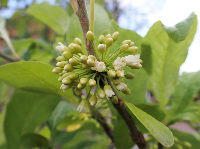 Buckthorn Bully photo 4