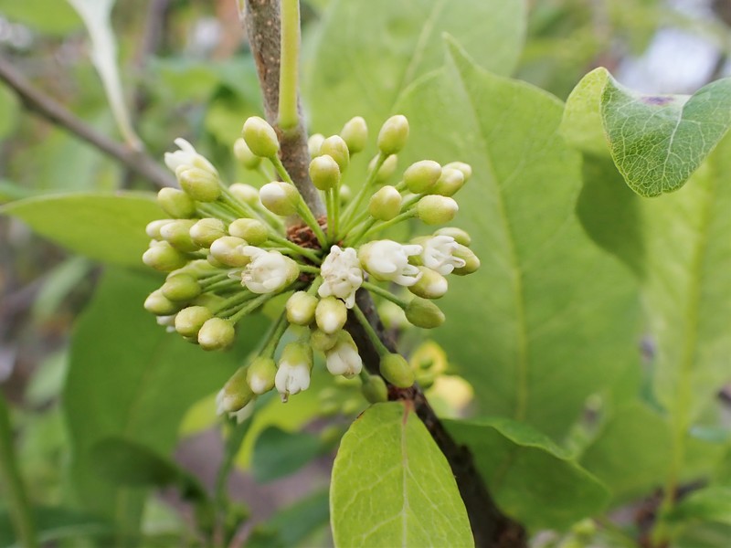 Buckthorn Bully photo 5
