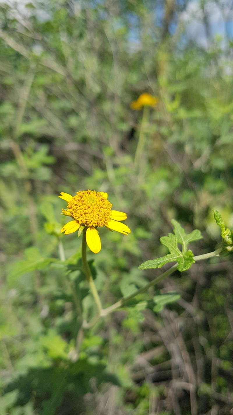Sidneya pinnatilobata