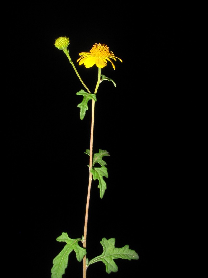 Sidneya pinnatilobata photo 2