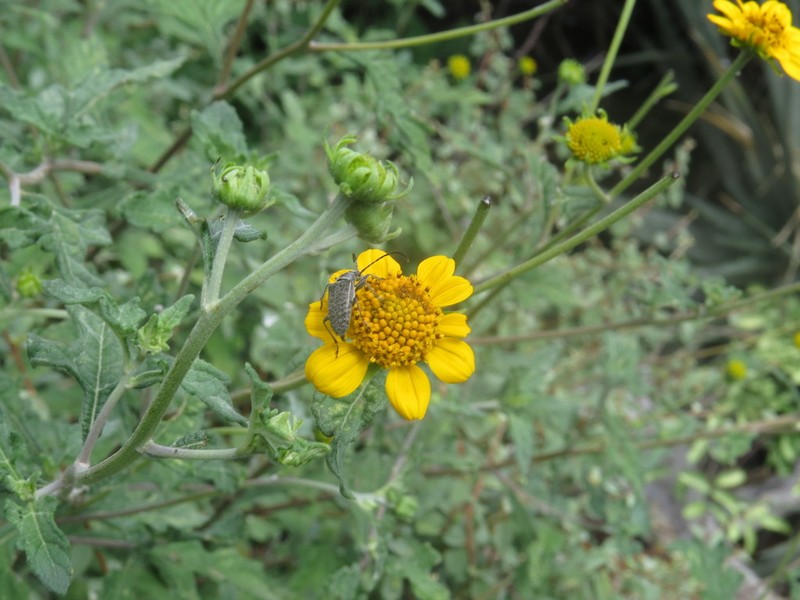 Sidneya pinnatilobata photo 3