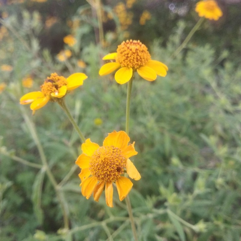 Sidneya pinnatilobata photo 4