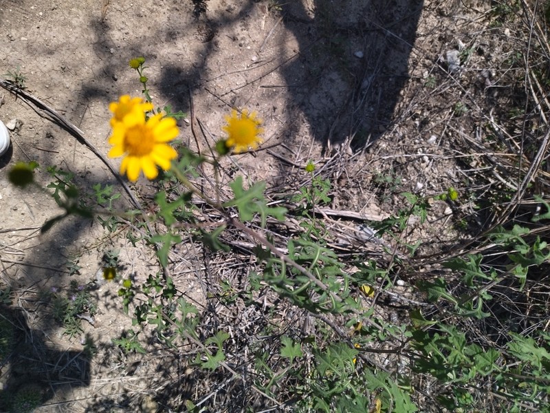 Sidneya pinnatilobata photo 5