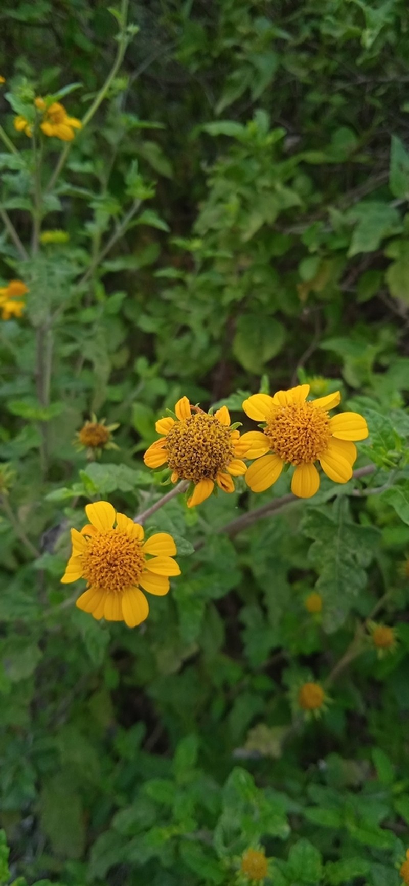 Sidneya pinnatilobata photo 6