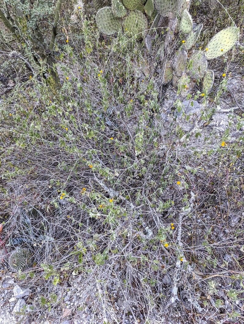 Sidneya pinnatilobata photo 7