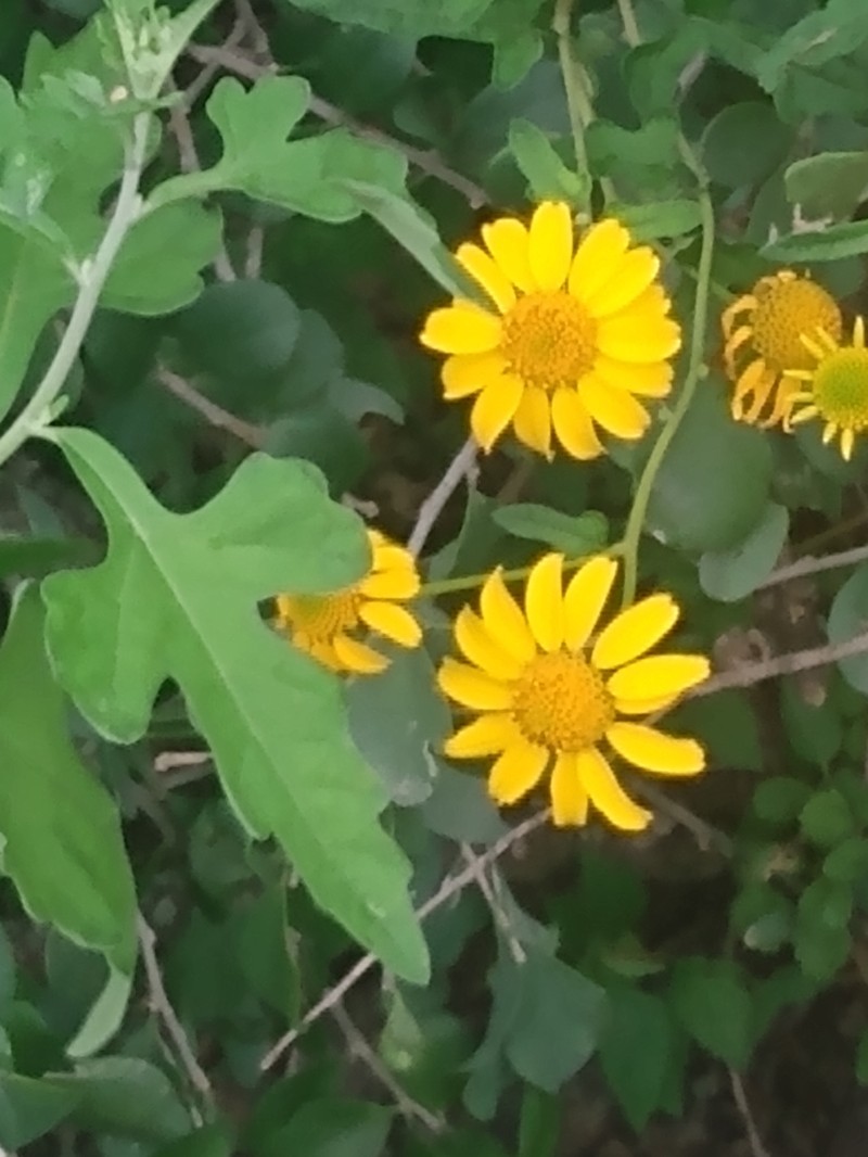 Sidneya pinnatilobata photo 8