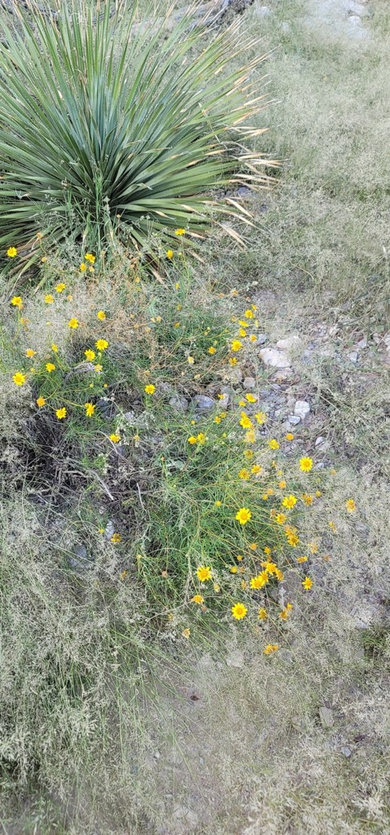 Sidneya tenuifolia