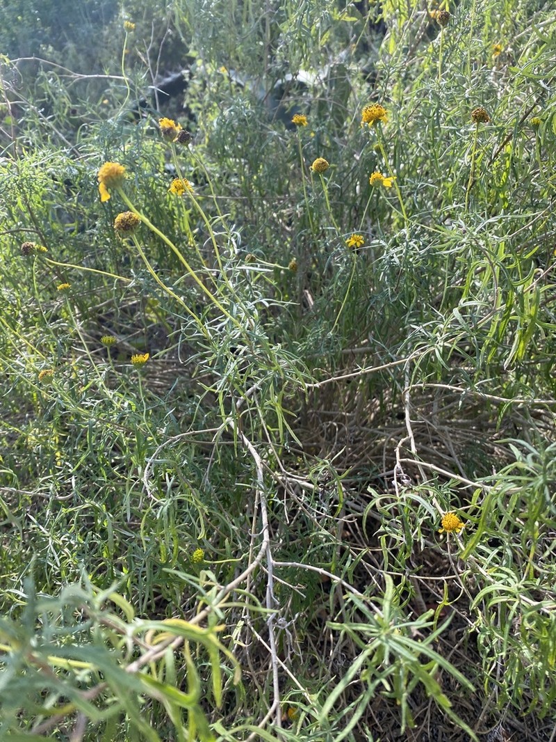 Sidneya tenuifolia photo 2