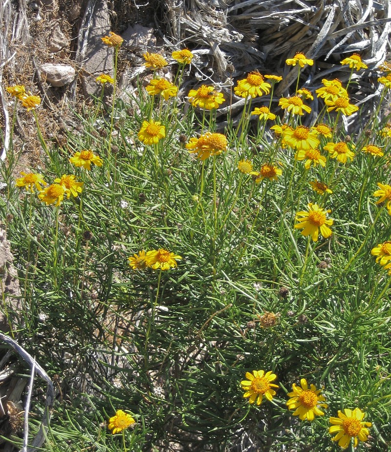 Sidneya tenuifolia photo 3
