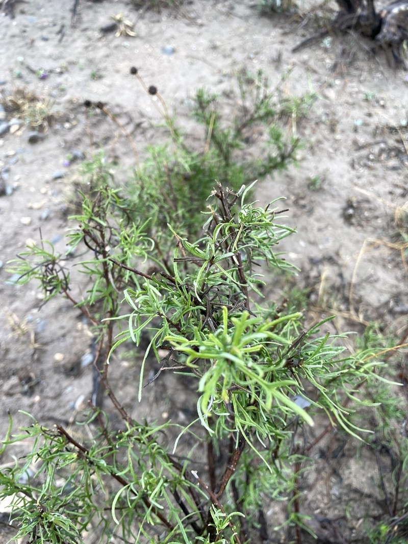 Sidneya tenuifolia photo 5