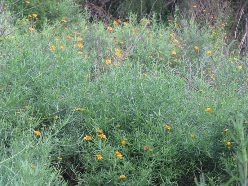 Sidneya tenuifolia photo 6