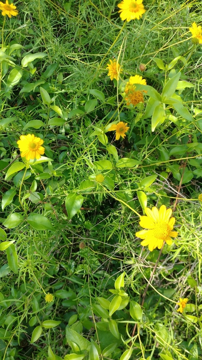 Sidneya tenuifolia photo 8