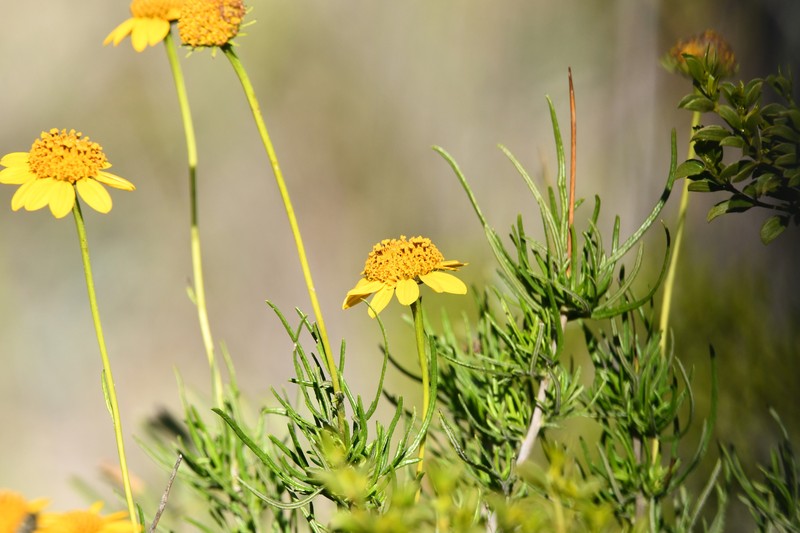 Sidneya tenuifolia var. chihuahuensis