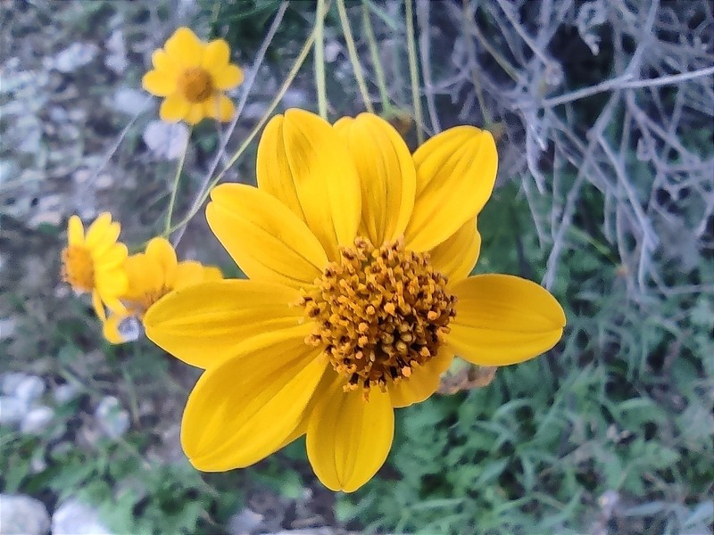 Sidneya tenuifolia var. chihuahuensis photo 2