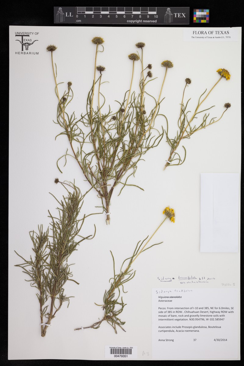 Sidneya tenuifolia var. chihuahuensis photo 3