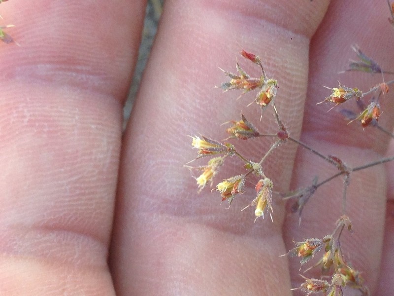 Chickweed Oxytheca