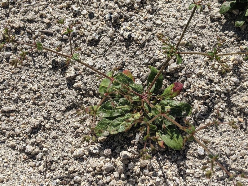 Chickweed Oxytheca photo 2