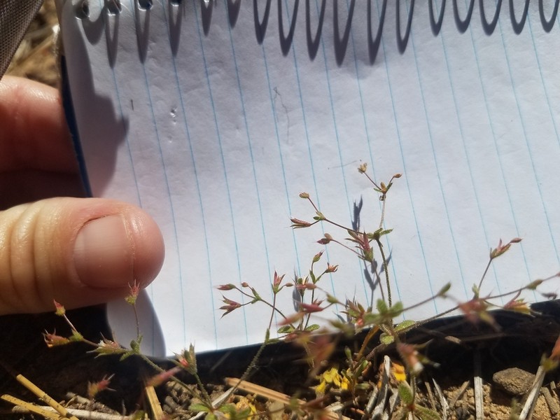 Chickweed Oxytheca photo 3