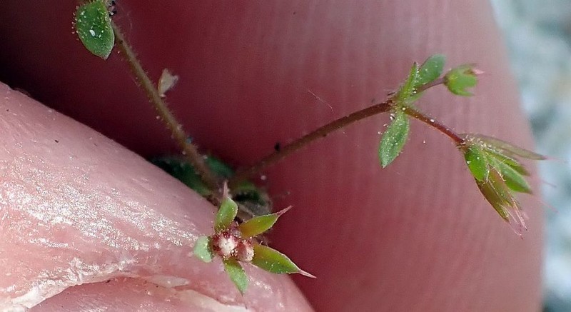 Chickweed Oxytheca photo 4