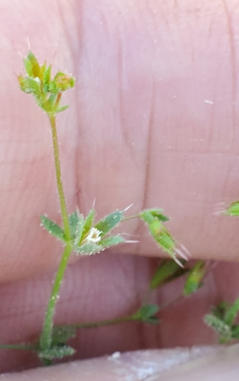 Chickweed Oxytheca photo 5