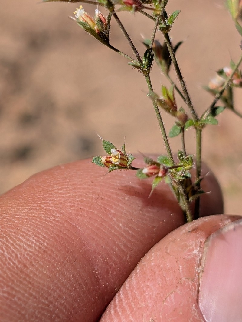 Chickweed Oxytheca photo 6