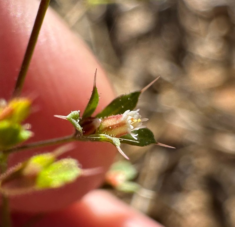 Chickweed Oxytheca photo 7