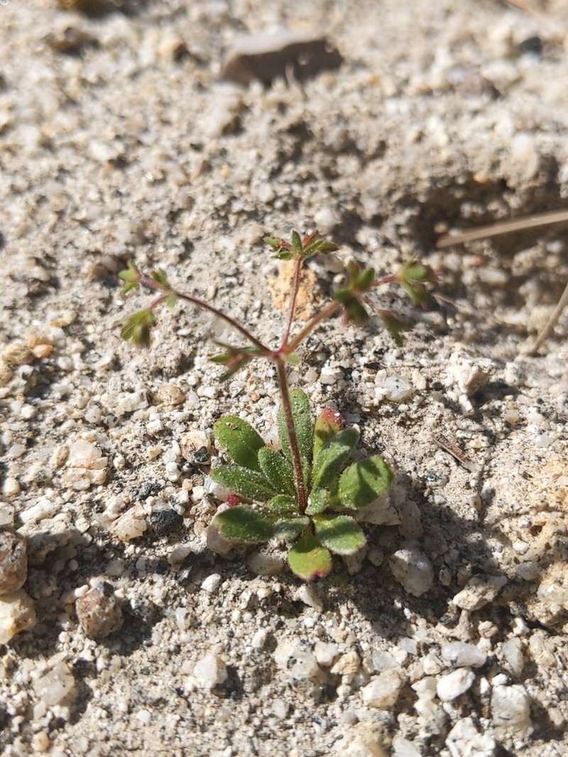 Chickweed Oxytheca photo 8
