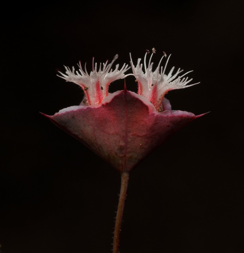 Whitemargin Oxytheca