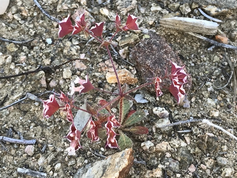 Whitemargin Oxytheca photo 2