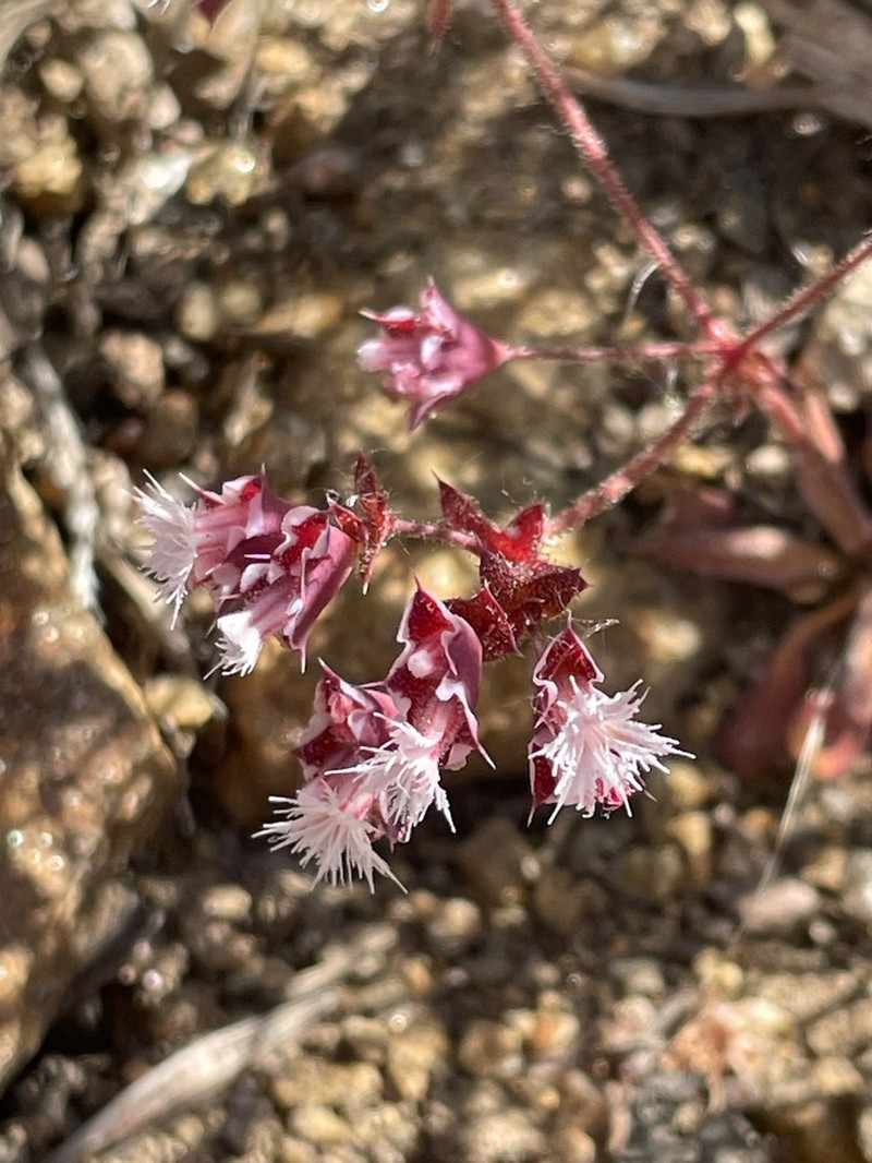 Whitemargin Oxytheca photo 3