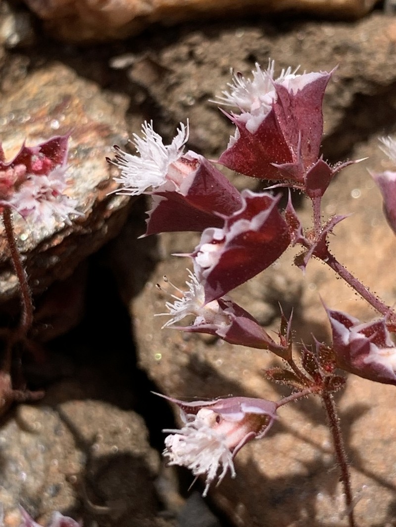 Whitemargin Oxytheca photo 4