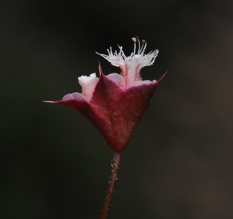 Whitemargin Oxytheca photo 5