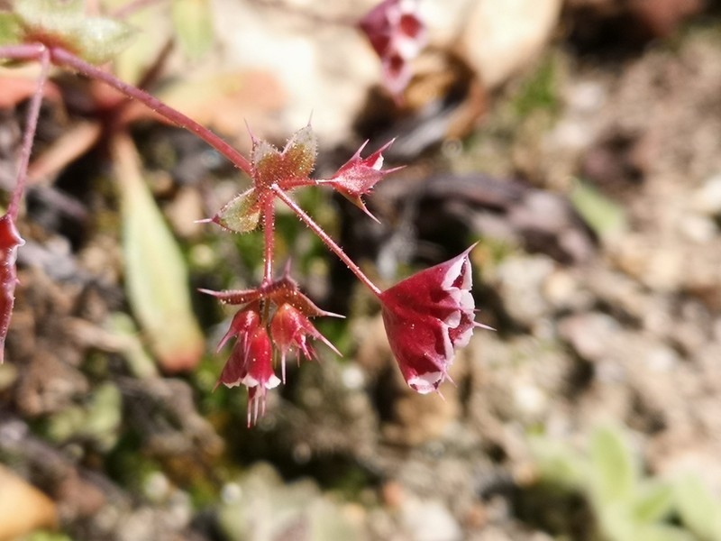 Whitemargin Oxytheca photo 6