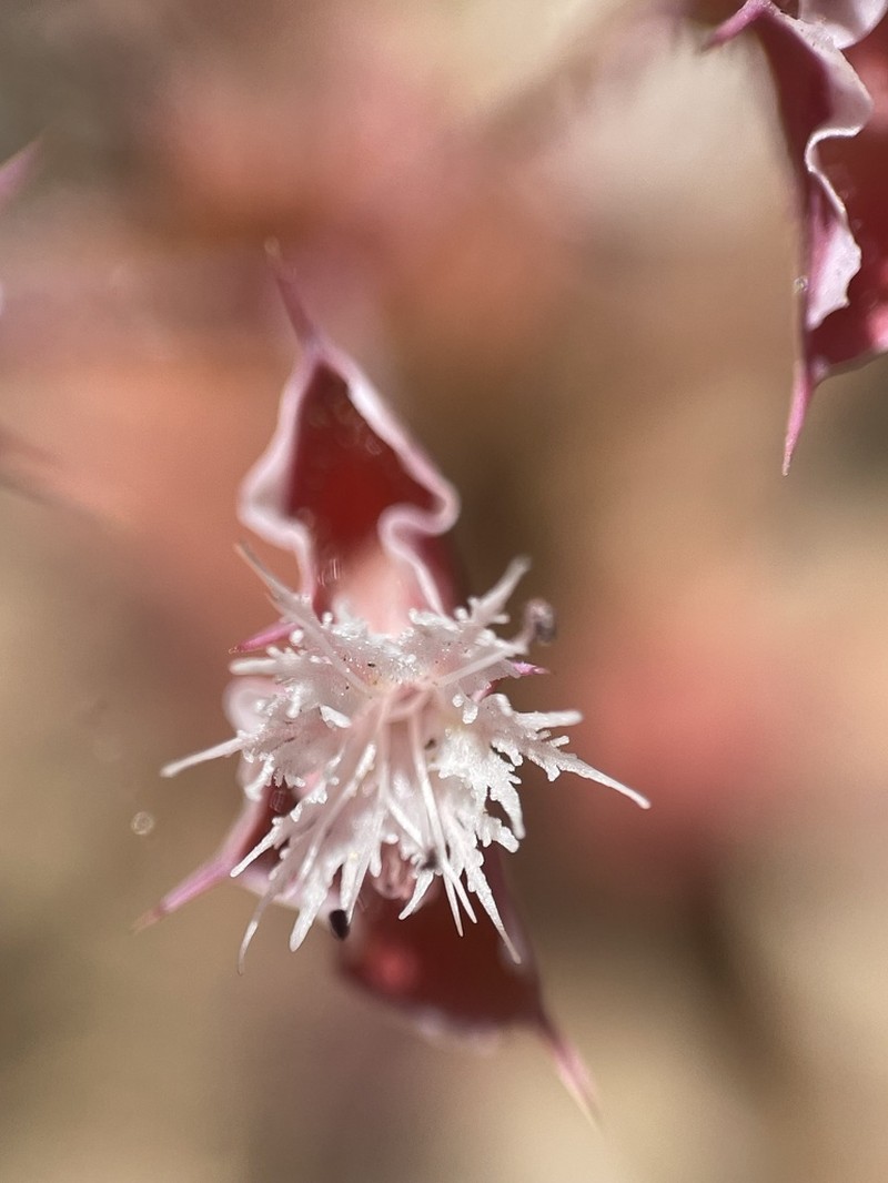 Whitemargin Oxytheca photo 7