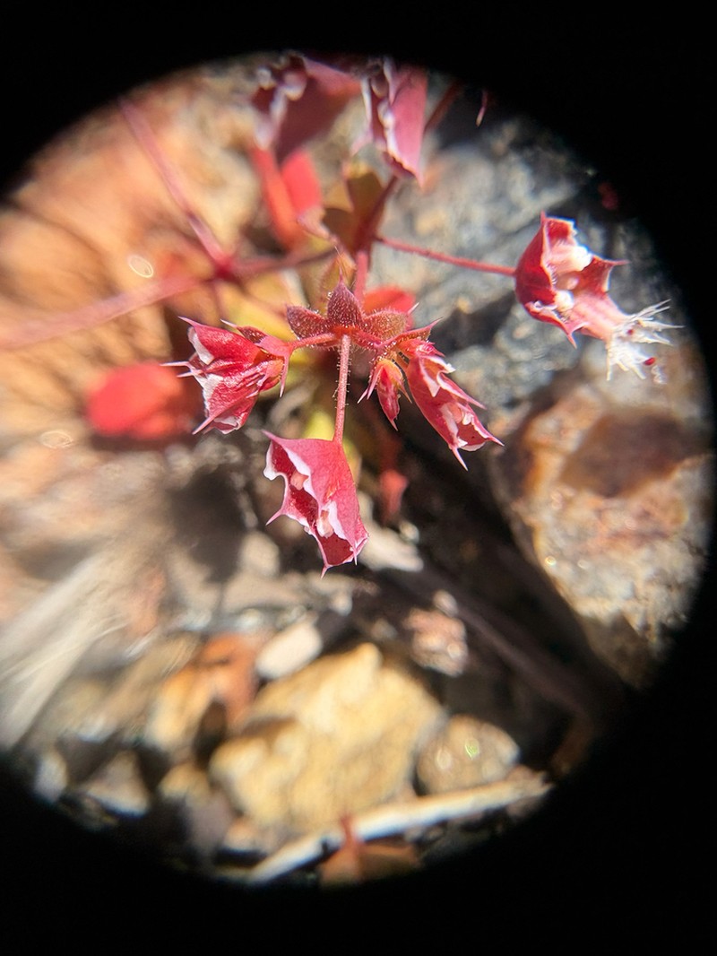 Whitemargin Oxytheca photo 8