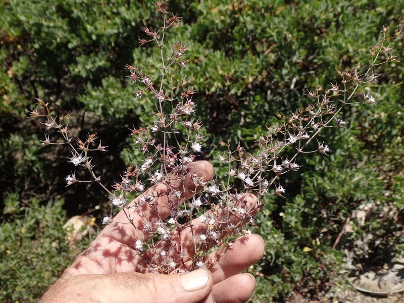 Threelobe Oxytheca