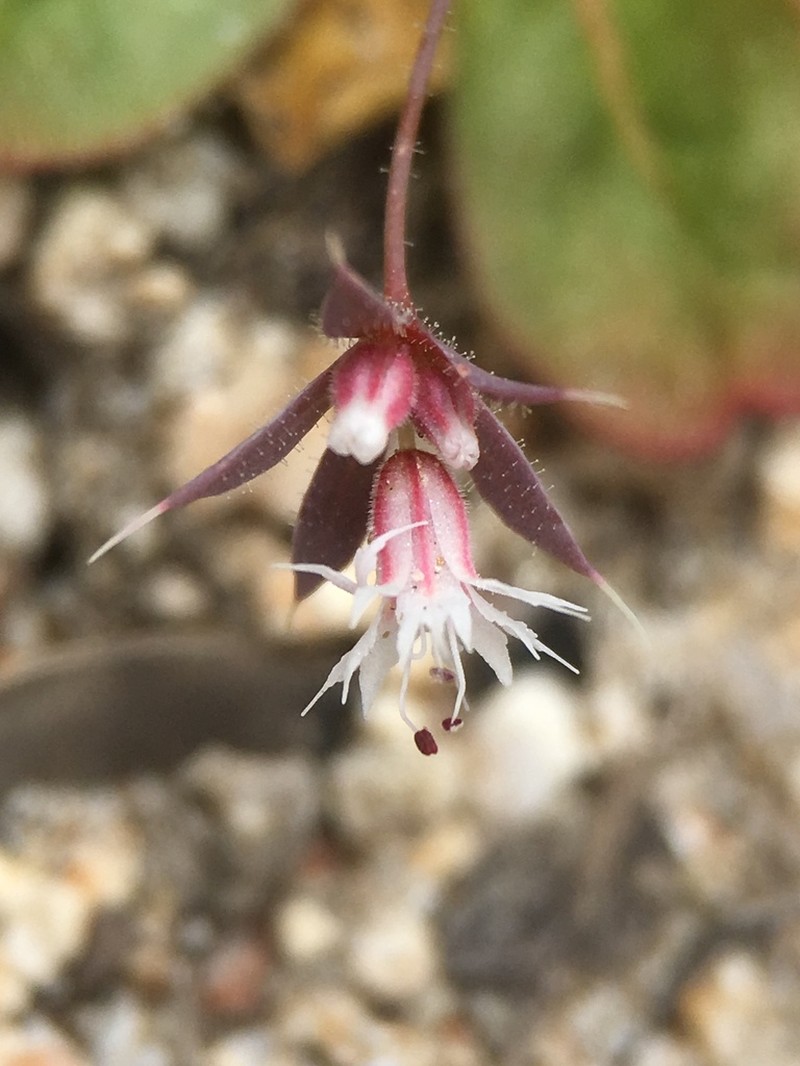 Threelobe Oxytheca photo 2