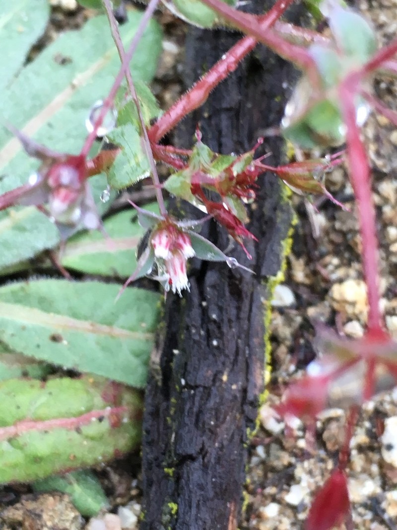 Threelobe Oxytheca photo 3