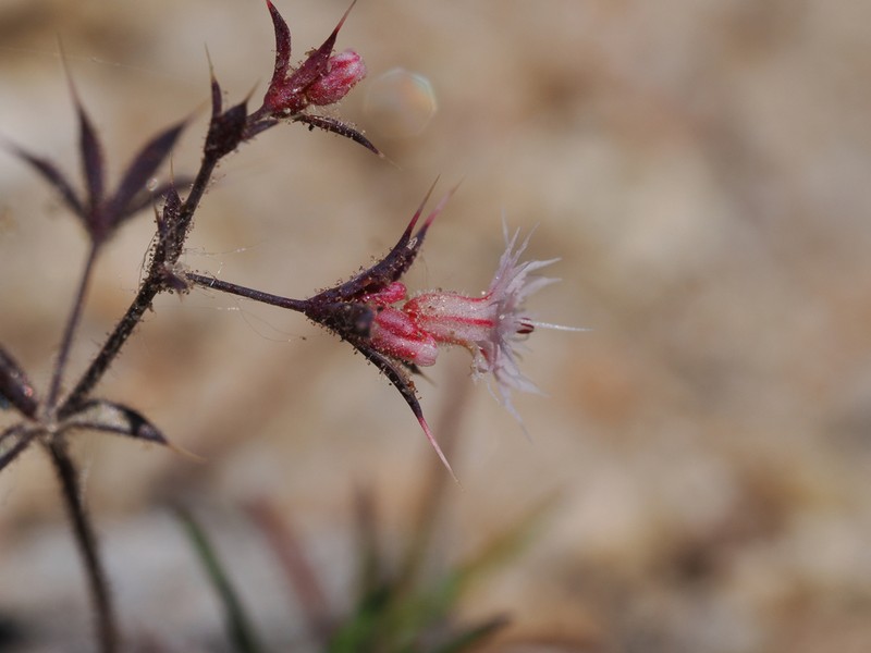Threelobe Oxytheca photo 4