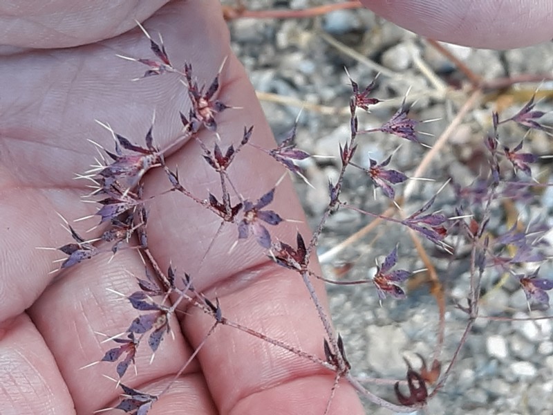 Threelobe Oxytheca photo 5