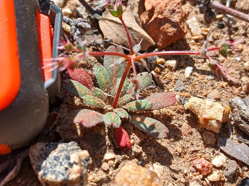 Threelobe Oxytheca photo 6