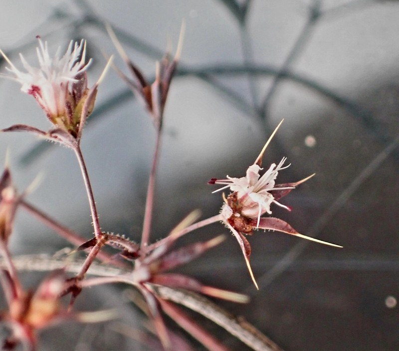 Threelobe Oxytheca photo 7