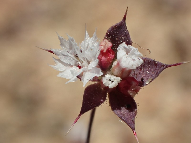 Threelobe Oxytheca photo 8