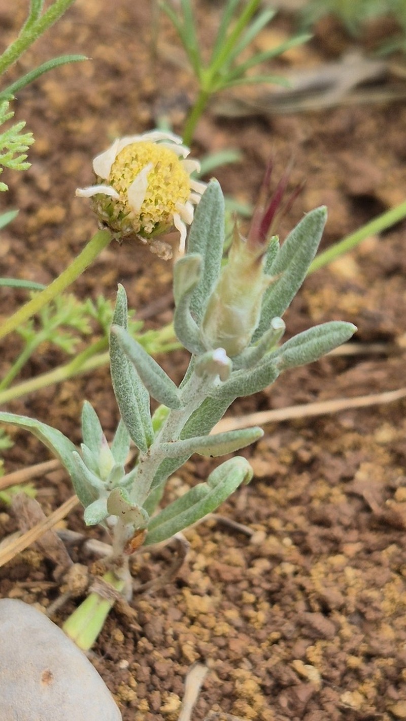 Siebera nana photo 4