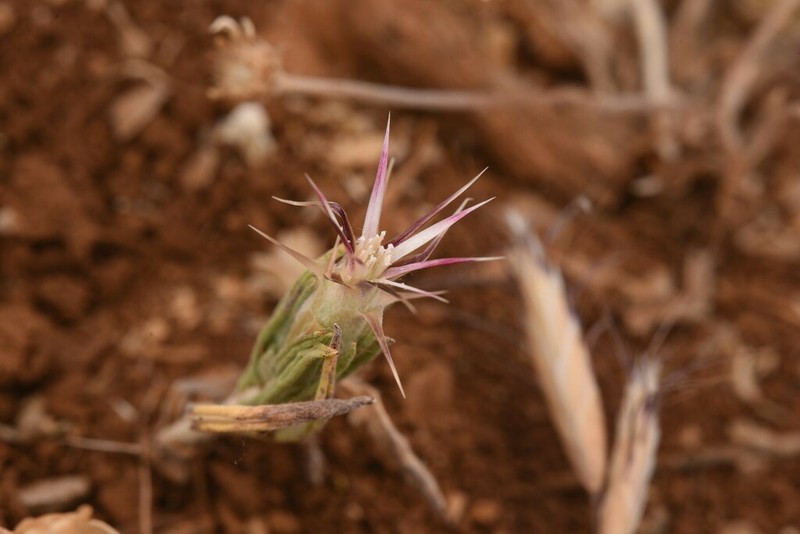 Siebera nana photo 5
