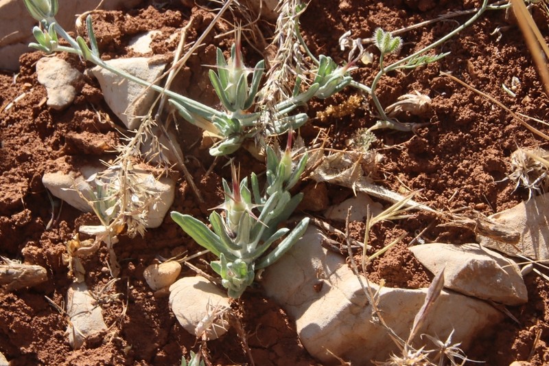 Siebera nana photo 6