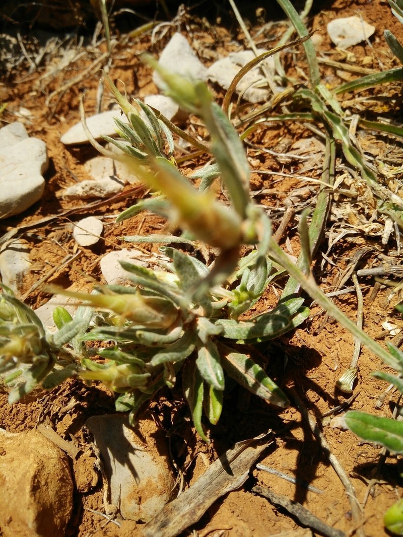 Siebera nana photo 7