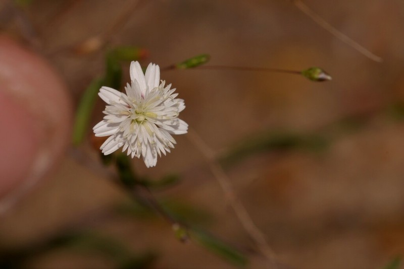 Siemssenia capillaris