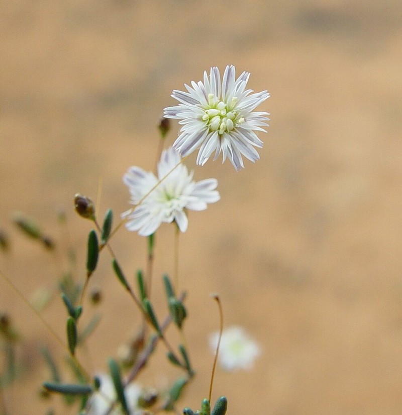 Siemssenia capillaris photo 2